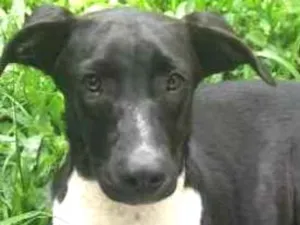Cachorro raça SRD idade 1 ano nome Lollo