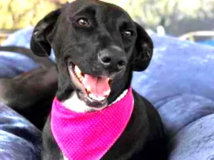 Cachorro raça SRD idade 1 ano nome Lolla Palooza