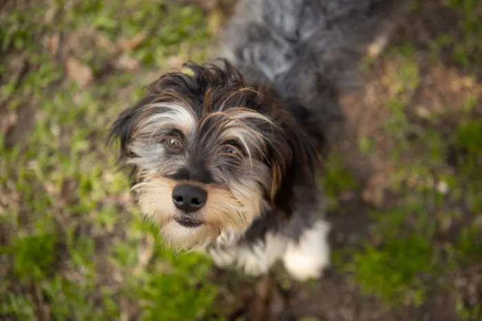 Cachorro ra a SRD idade 1 ano nome Petra