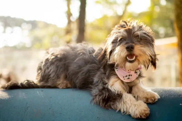 Cachorro ra a SRD idade 1 ano nome Petra
