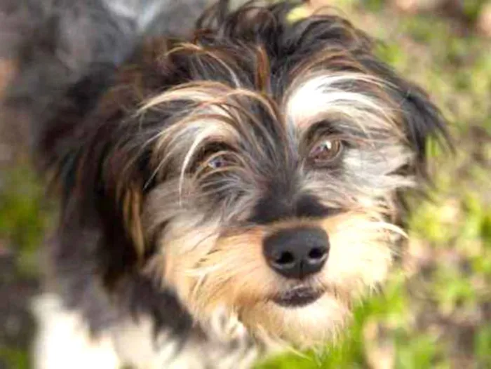 Cachorro ra a SRD idade 1 ano nome Petra