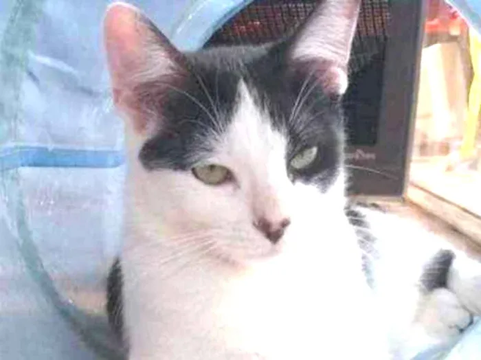 Gato ra a srd idade 1 ano nome Frajola