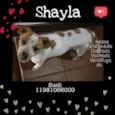 Shayla