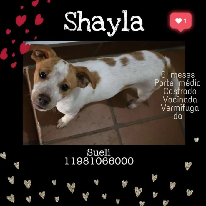 Cachorro ra a Srd idade 2 a 6 meses nome Shayla