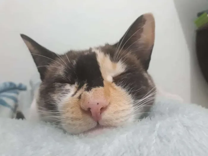 Gato ra a SRD idade 4 anos nome Marry,Totosinho