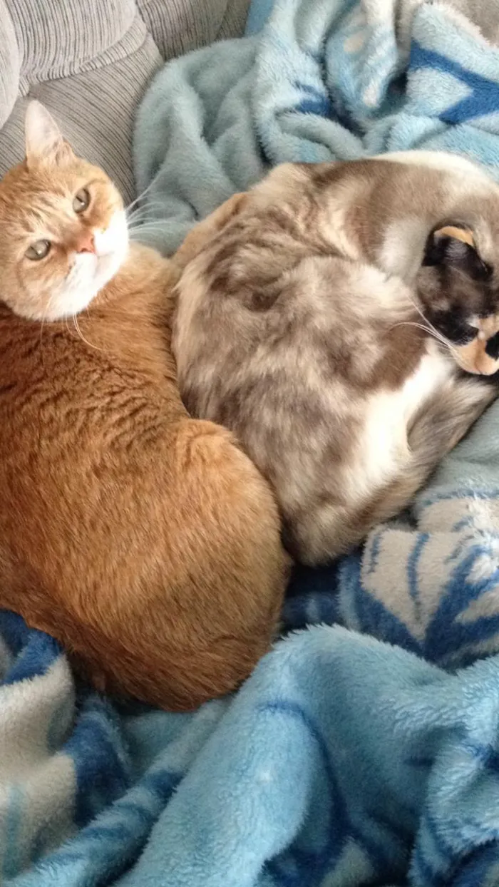 Gato ra a SRD idade 4 anos nome Marry,Totosinho