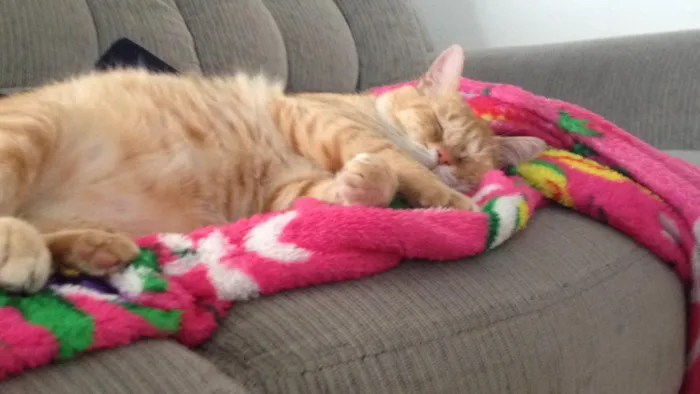 Gato ra a SRD idade 4 anos nome Marry,Totosinho