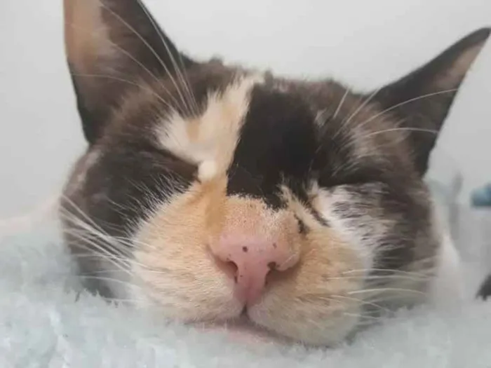Gato ra a SRD idade 4 anos nome Marry,Totosinho