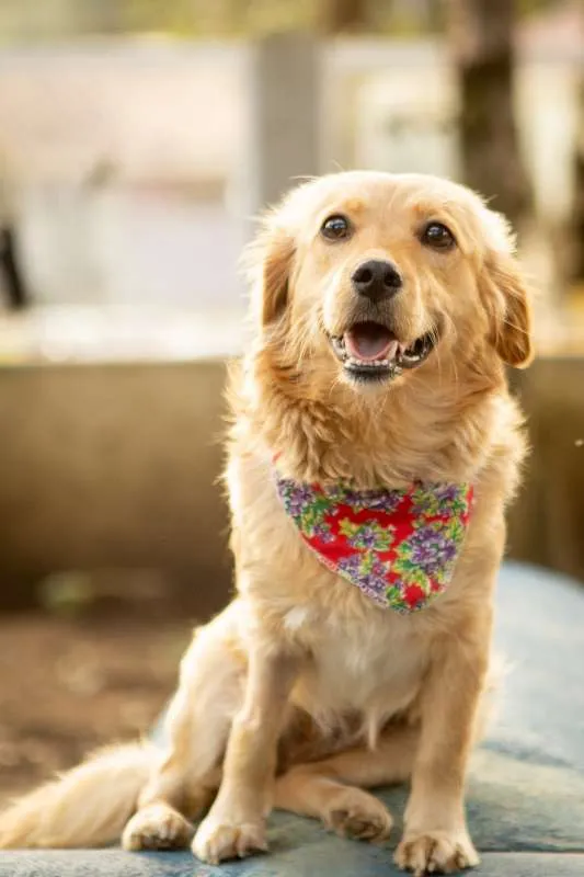 Cachorro ra a SRD idade 2 anos nome Sowa