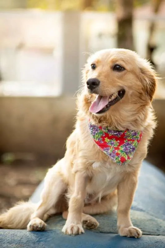 Cachorro ra a SRD idade 2 anos nome Sowa
