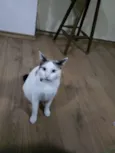 Bart