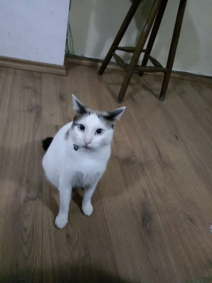 Gato ra a SRD idade 2 anos nome Bart