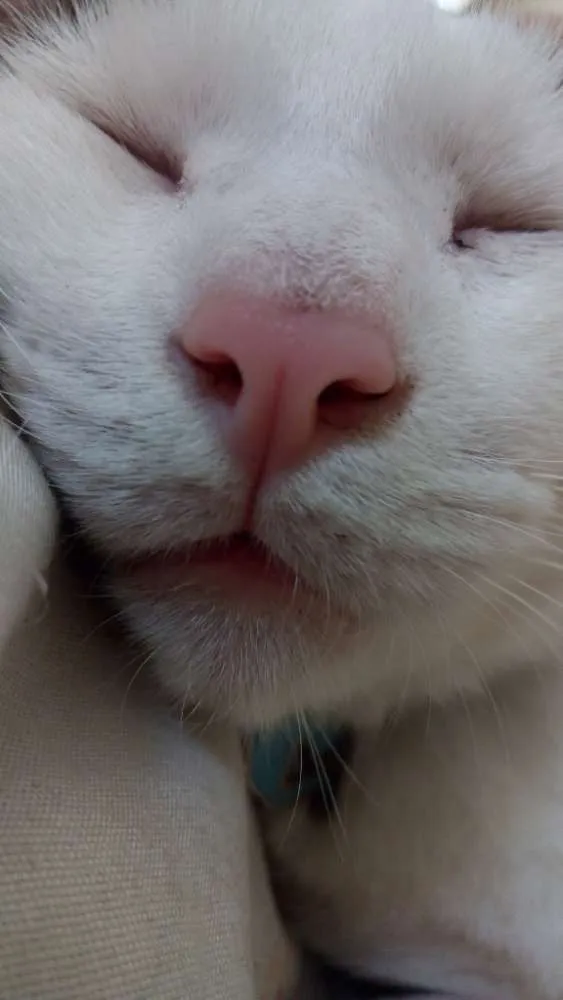 Gato ra a SRD idade 2 anos nome Bart