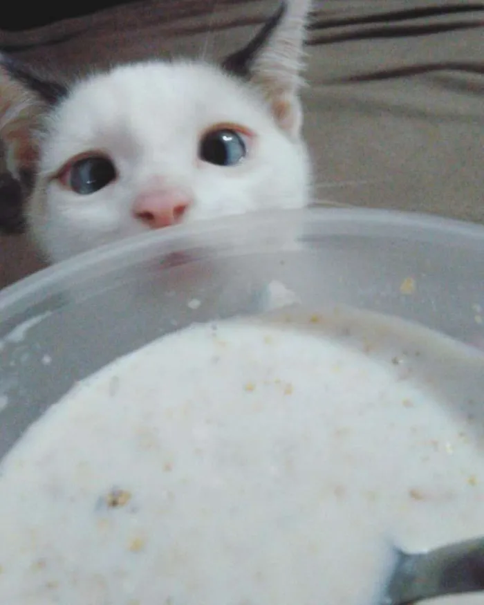 Gato ra a SRD idade 2 anos nome Bart