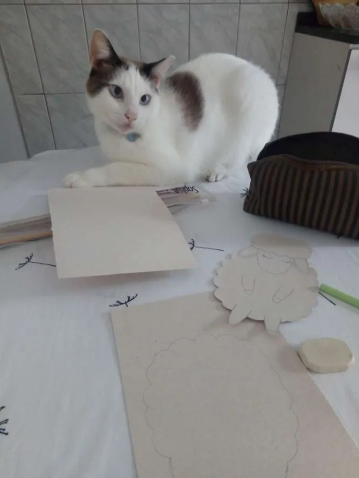 Gato ra a SRD idade 2 anos nome Bart