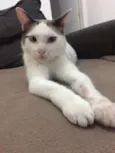 Bart