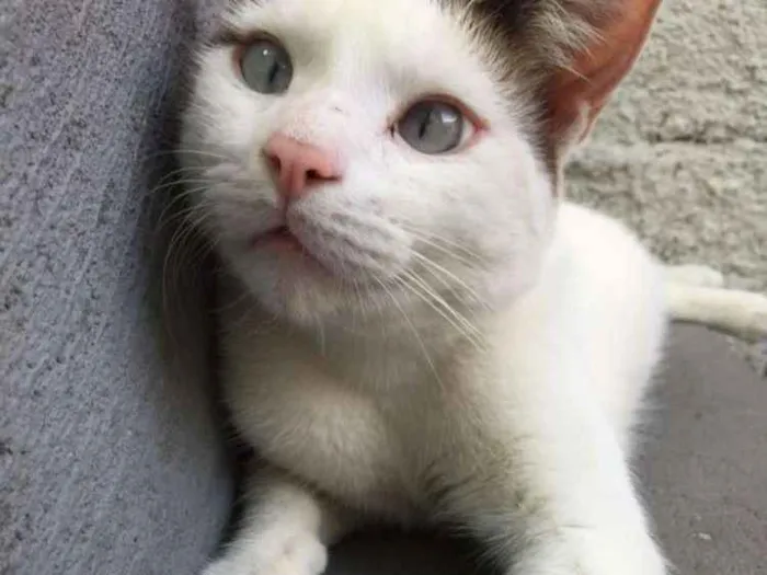 Gato ra a SRD idade 2 anos nome Bart
