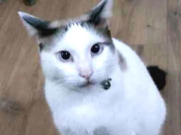 Gato ra a SRD idade 2 anos nome Bart