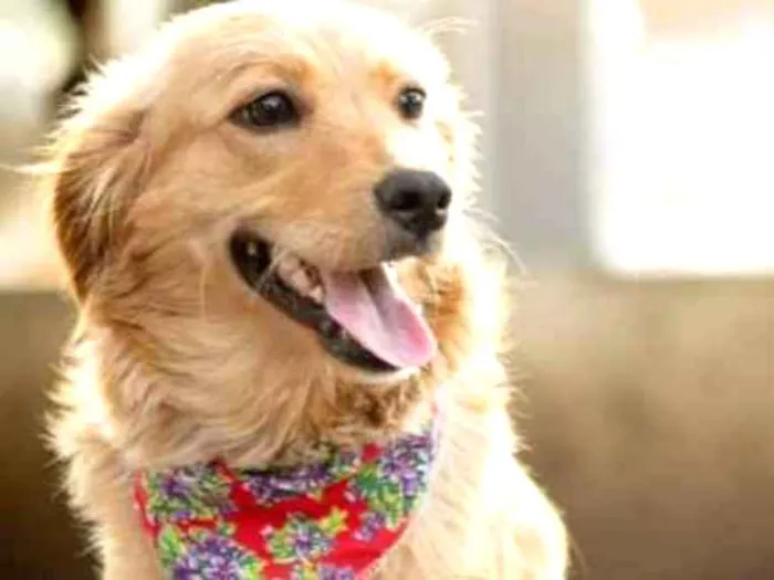 Cachorro ra a SRD idade 2 anos nome Sowa