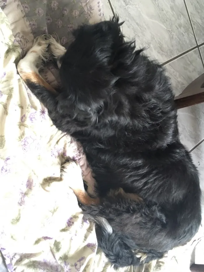 Cachorro ra a  idade 3 anos nome Milla