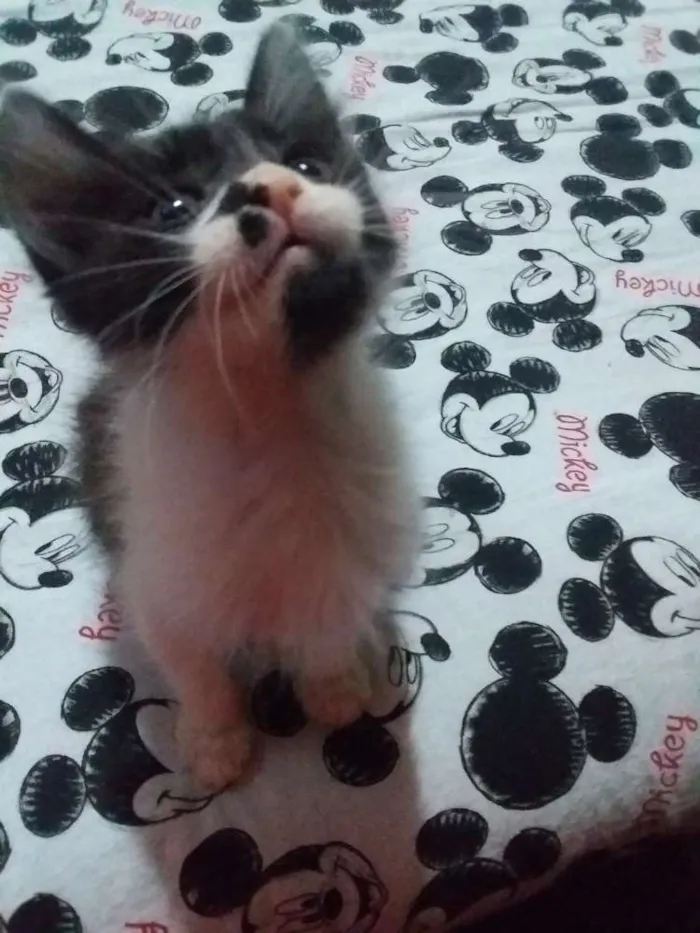 Gato ra a Sem raça idade 2 a 6 meses nome Sem nome