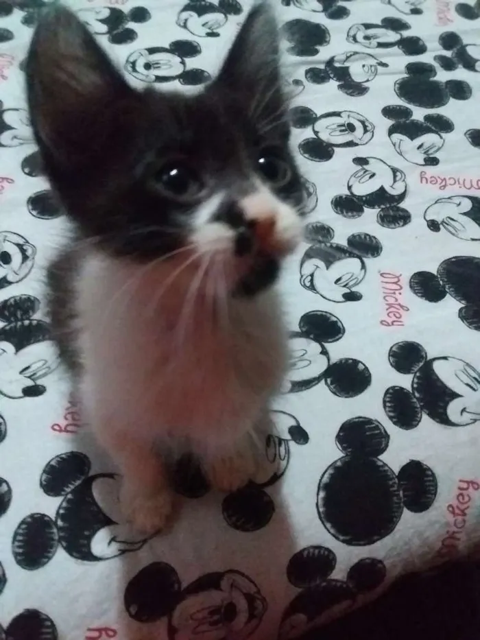 Gato ra a Sem raça idade 2 a 6 meses nome Sem nome