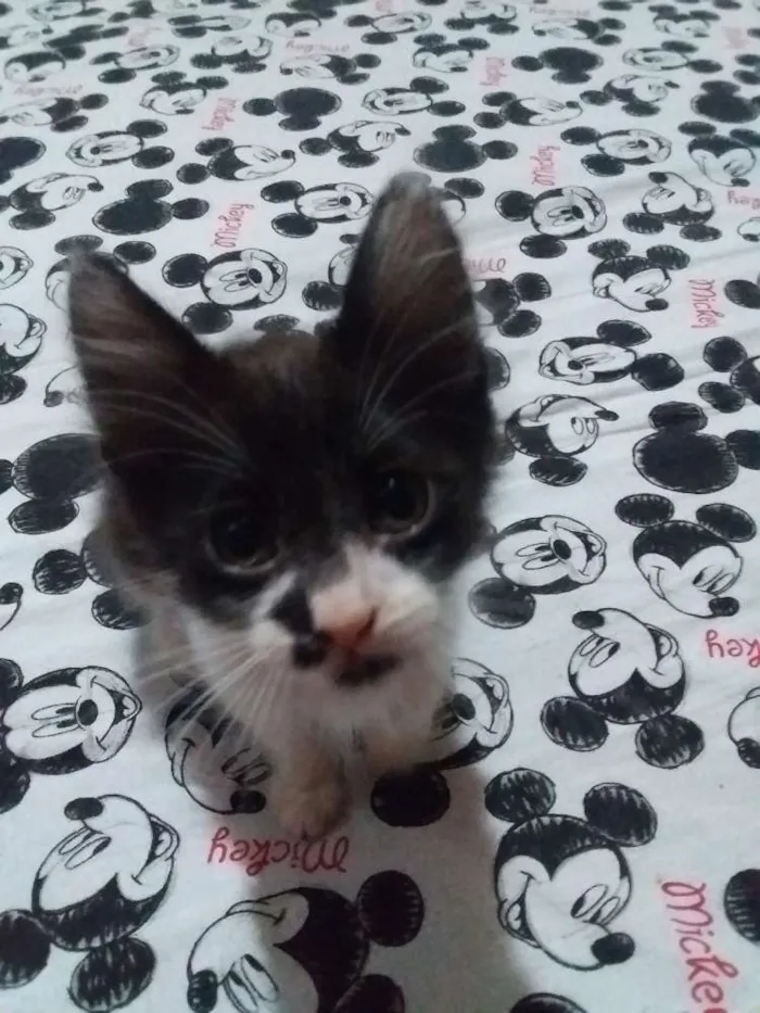 Gato ra a Sem raça idade 2 a 6 meses nome Sem nome