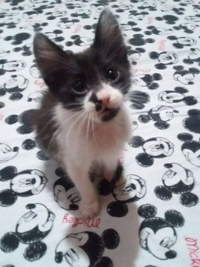 Gato ra a Sem raça idade 2 a 6 meses nome Sem nome