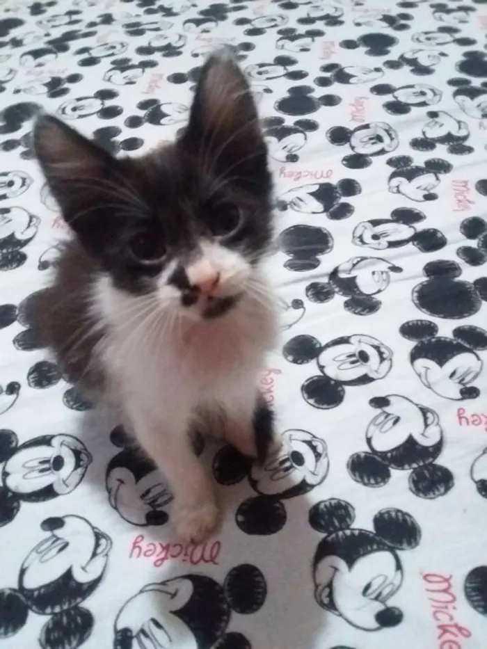 Gato ra a Sem raça idade 2 a 6 meses nome Sem nome
