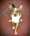 Bowie