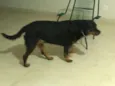 Kiara