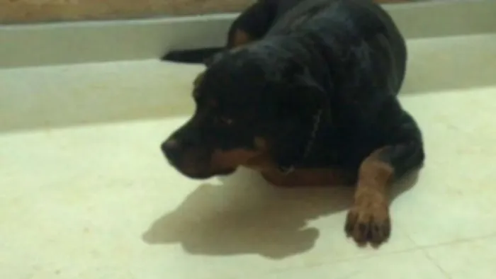 Cachorro ra a Rottweiler idade 3 anos nome Kiara