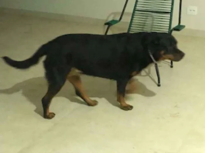 Cachorro ra a Rottweiler idade 3 anos nome Kiara