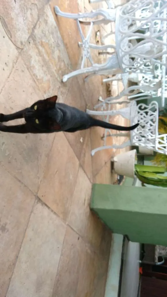 Gato raça Sem raça definida idade 6 ou mais anos nome Tom 