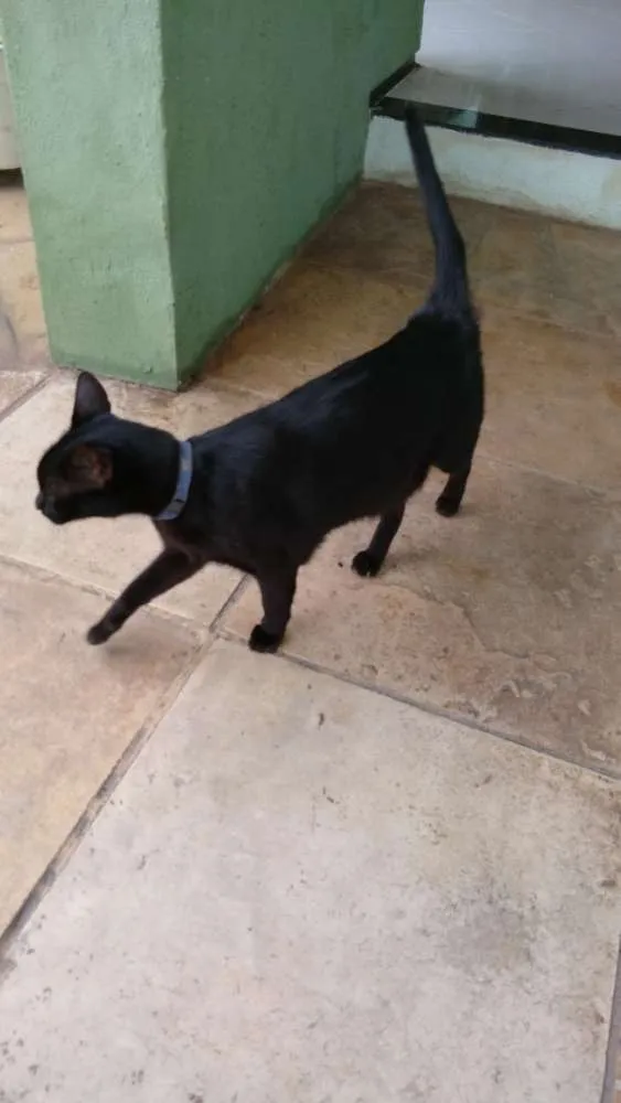 Gato raça Sem raça definida idade 6 ou mais anos nome Tom 