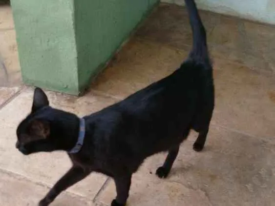 Gato raça Sem raça definida idade 6 ou mais anos nome Tom 