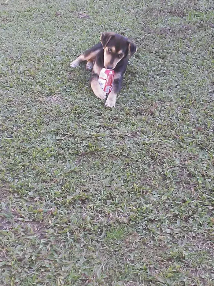 Cachorro ra a Vira lata idade 2 a 6 meses nome Estela