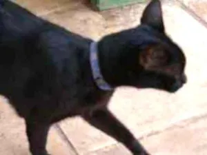 Gato raça Sem raça definida idade 6 ou mais anos nome Tom 