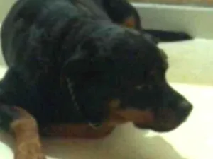 Cachorro raça Rottweiler idade 3 anos nome Kiara