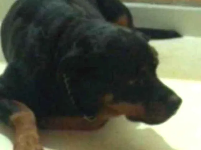 Cachorro ra a Rottweiler idade 3 anos nome Kiara