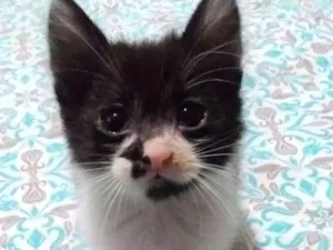 Gato raça Sem raça idade 2 a 6 meses nome Sem nome