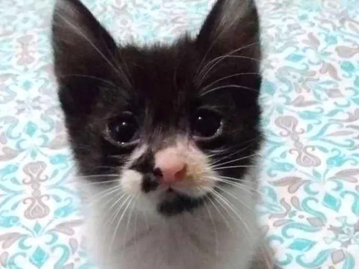 Gato ra a Sem raça idade 2 a 6 meses nome Sem nome