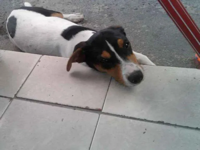 Cachorro ra a Fox paulistinha PORTE MÉDIO  idade 2 a 6 meses nome Tedy