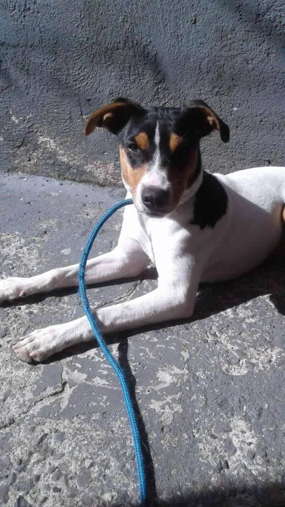 Cachorro ra a Fox paulistinha PORTE MÉDIO  idade 2 a 6 meses nome Tedy