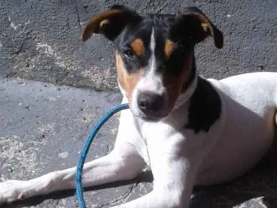 Cachorro ra a Fox paulistinha PORTE MÉDIO  idade 2 a 6 meses nome Tedy