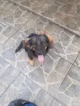 Bob