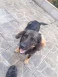 Bob