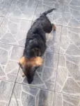 Bob