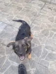 Bob