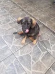 Bob